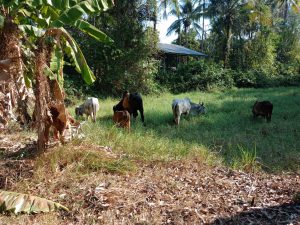 สำรวจทรัพยากรท้องถิ่นหมู่ที่ 4 บ้านสระน้อย